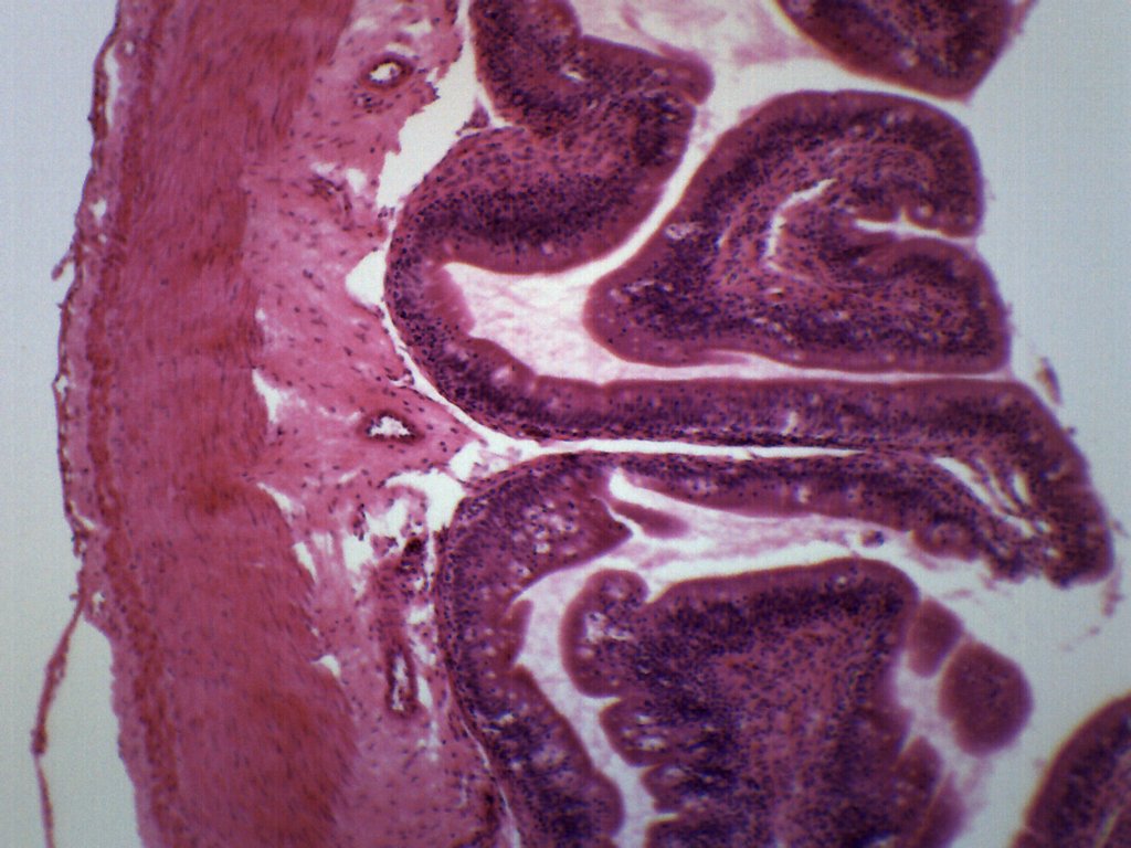 Frog Intestine Cross-Section Prepared Microscope Slide
