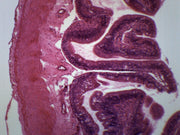 Frog Intestine Cross-Section Prepared Microscope Slide