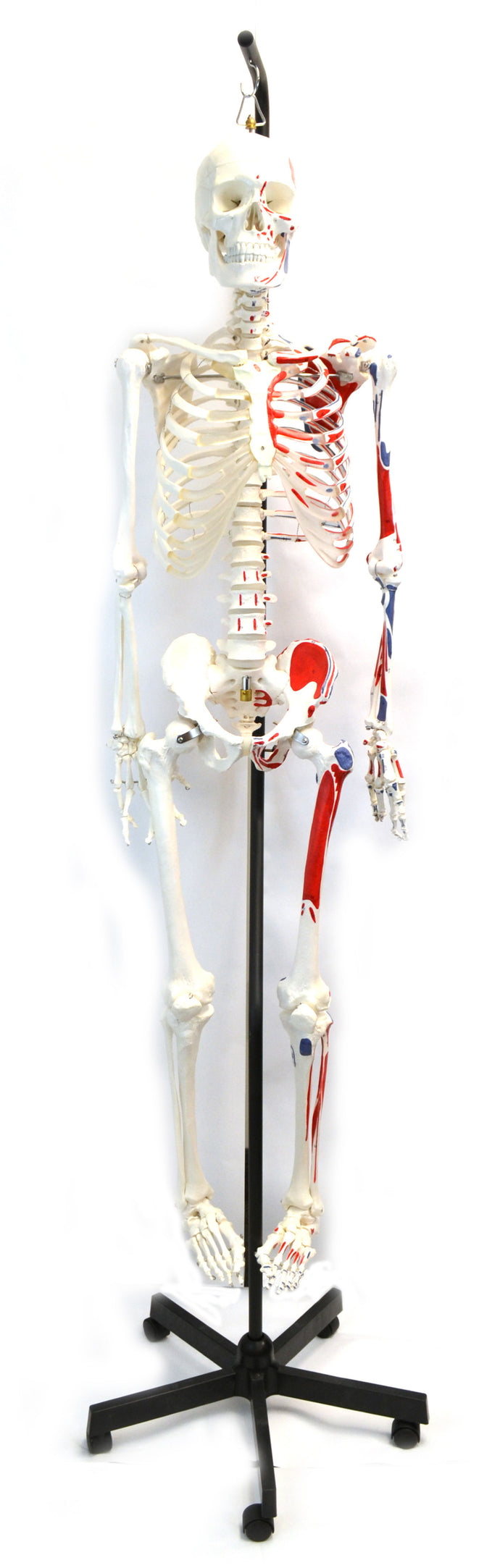 Life-Size Muscular Painted Human Skeleton Model with Hanging Stand, 62 ...