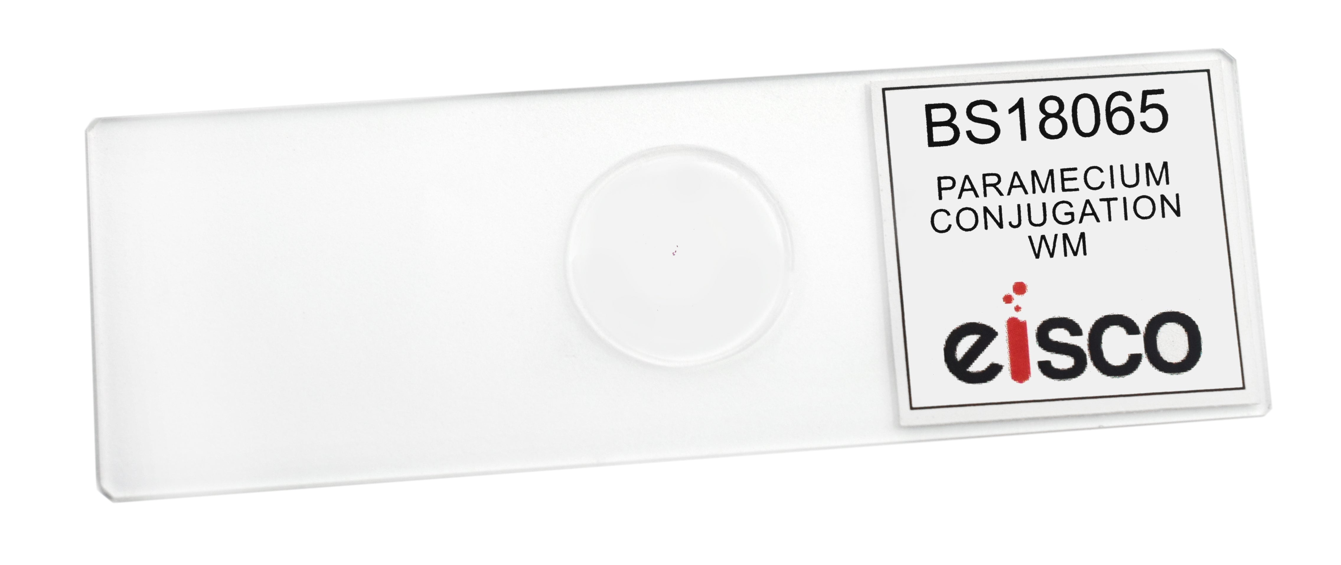 Paramecium Conjugation Whole Mount Prepared Microscope Slide