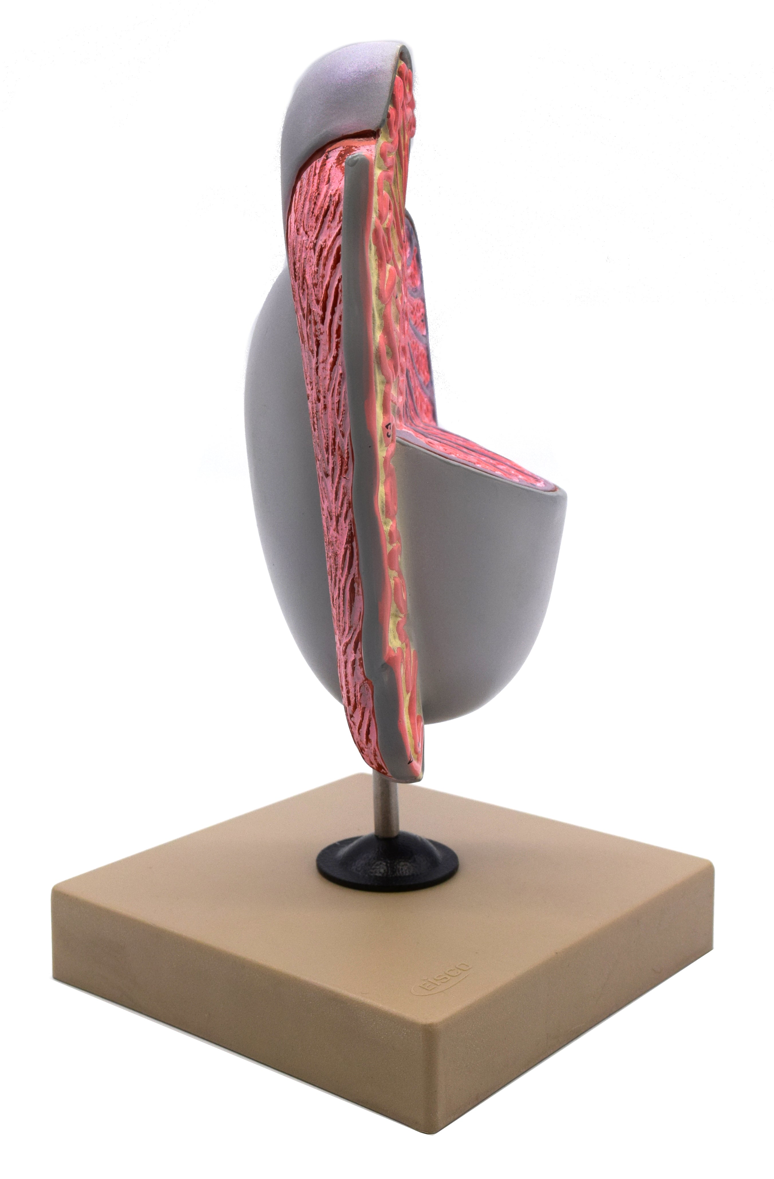 Human Testicle Model, 9" on Stand