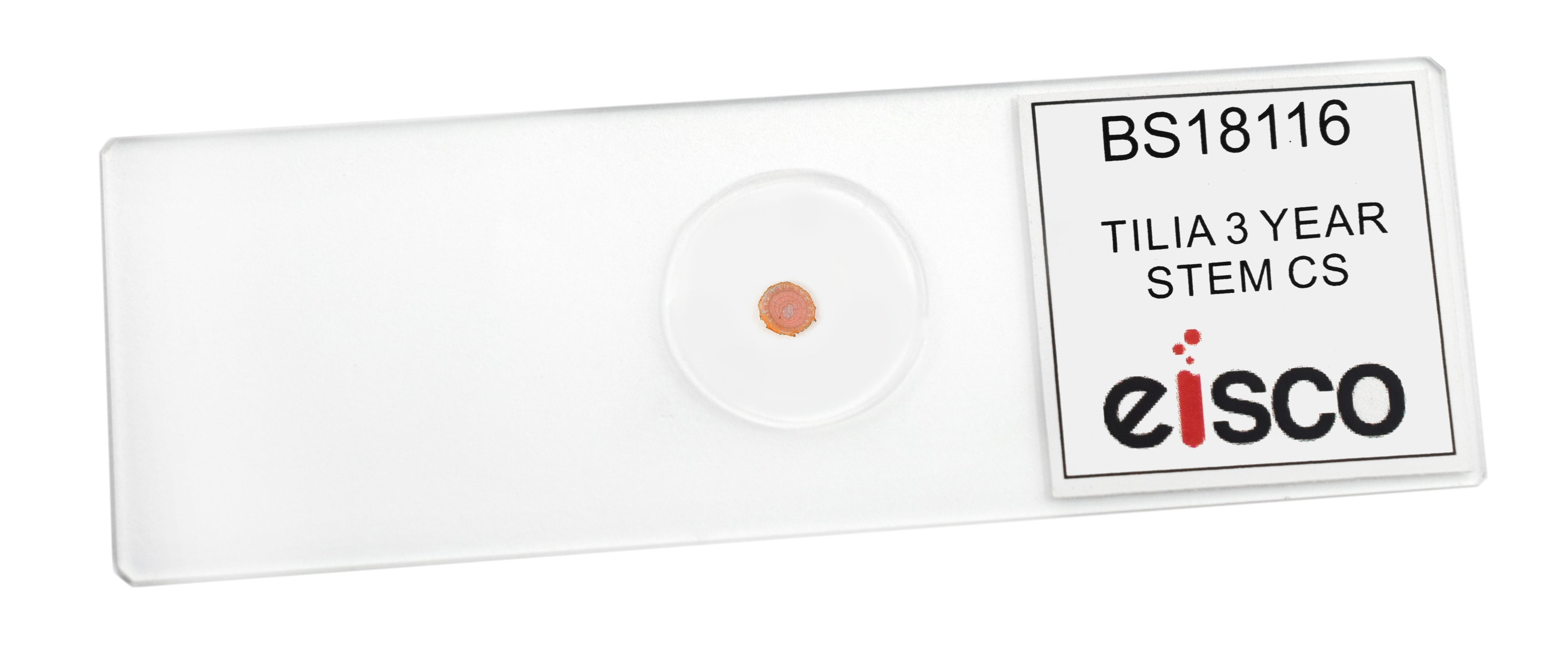 Tilia 3-Year Stem Prepared Microscope Slide