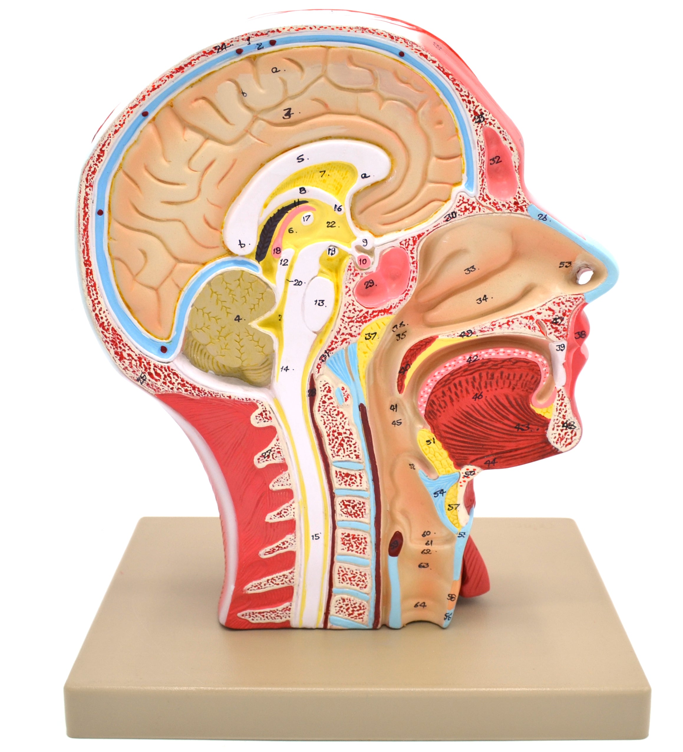 Human Head Cross-Section Model with Neck and Cranium, Life Size