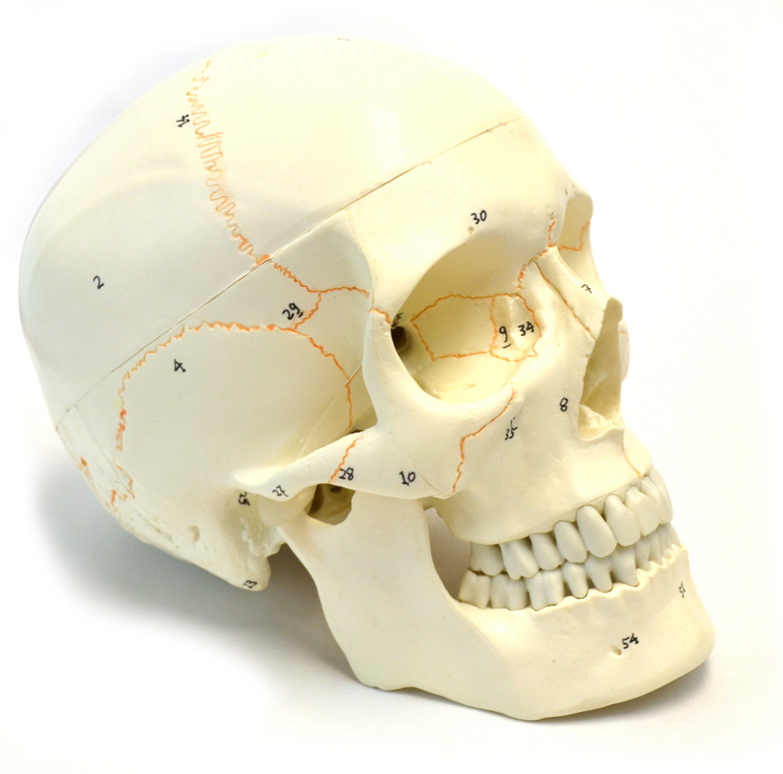 4-Piece Life-Size Human Skull Anatomical Model Set, 3-Part Numbered Color-Coded Painted, 9 inch