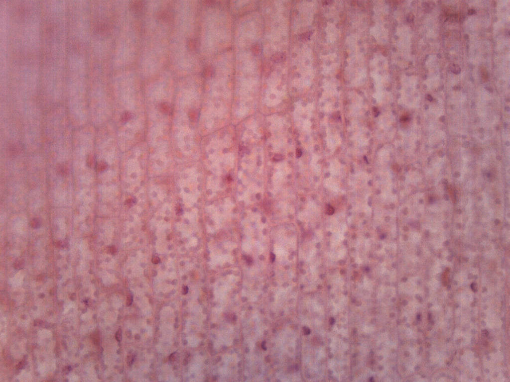 Chloroplasts Prepared Microscope Slide