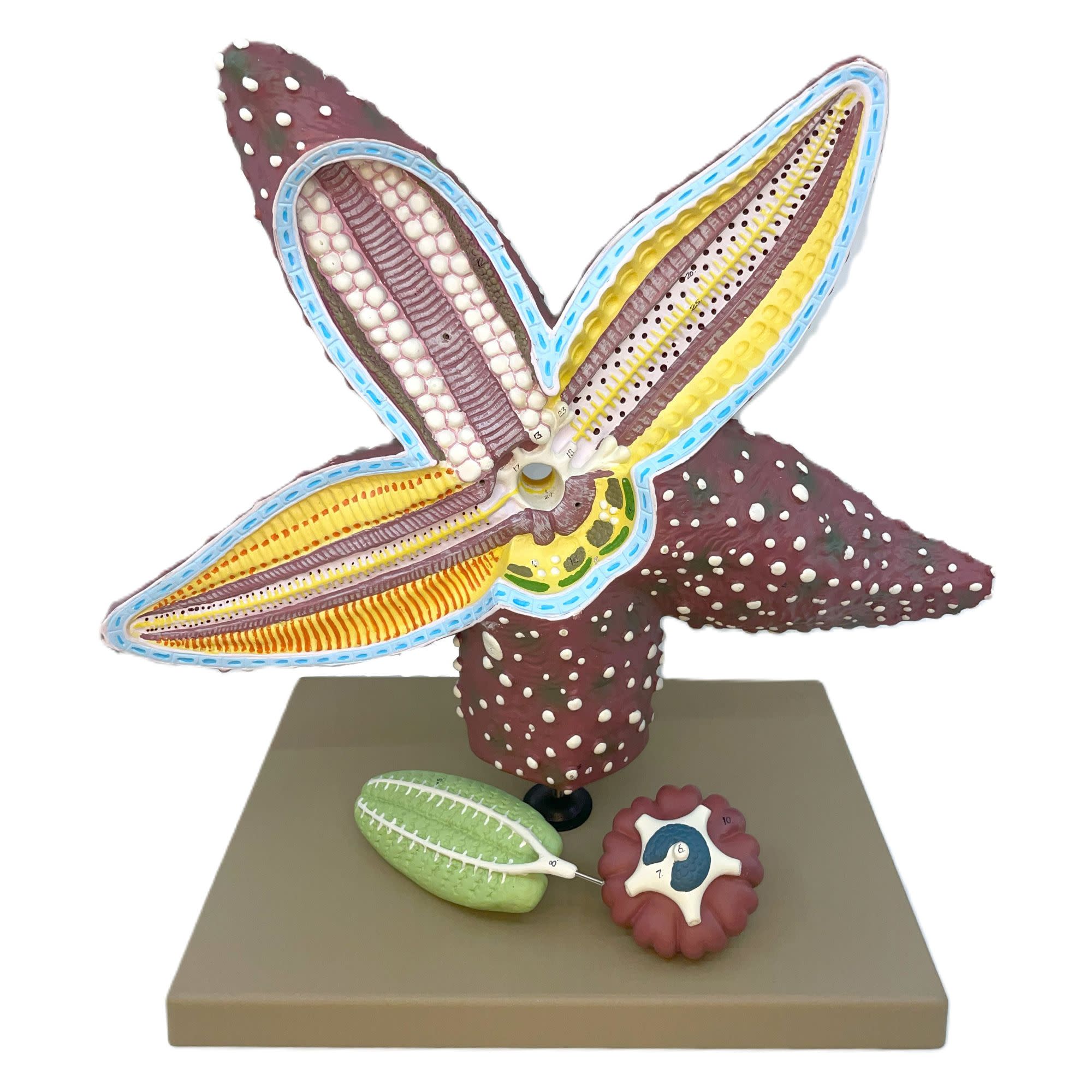 4x Life-Size Starfish Anatomy Anatomical Model