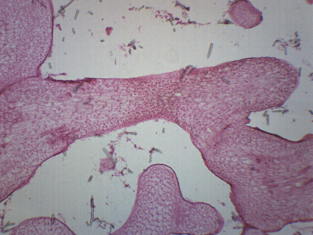 Grantia Longitudinal Section Prepared Microscope Slide