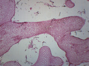 Grantia Longitudinal Section Prepared Microscope Slide