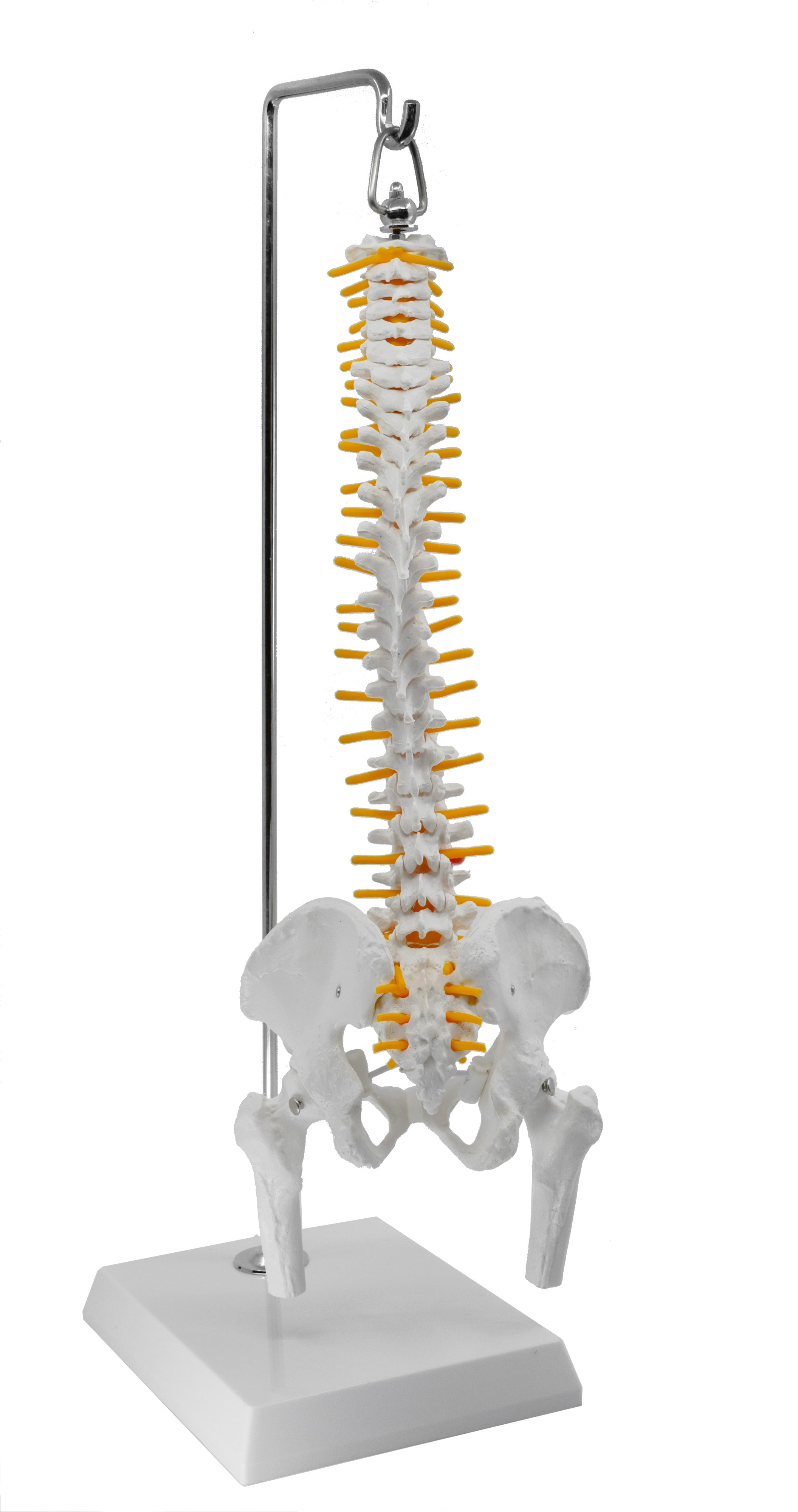 Half-Size Spinal Column Model with Nerve Branches, Pelvis, and Femur