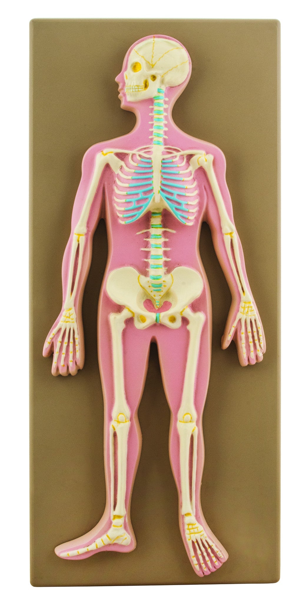 Human Skeletal System Model