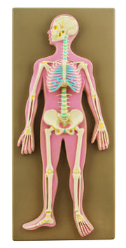 Human Skeletal System Model