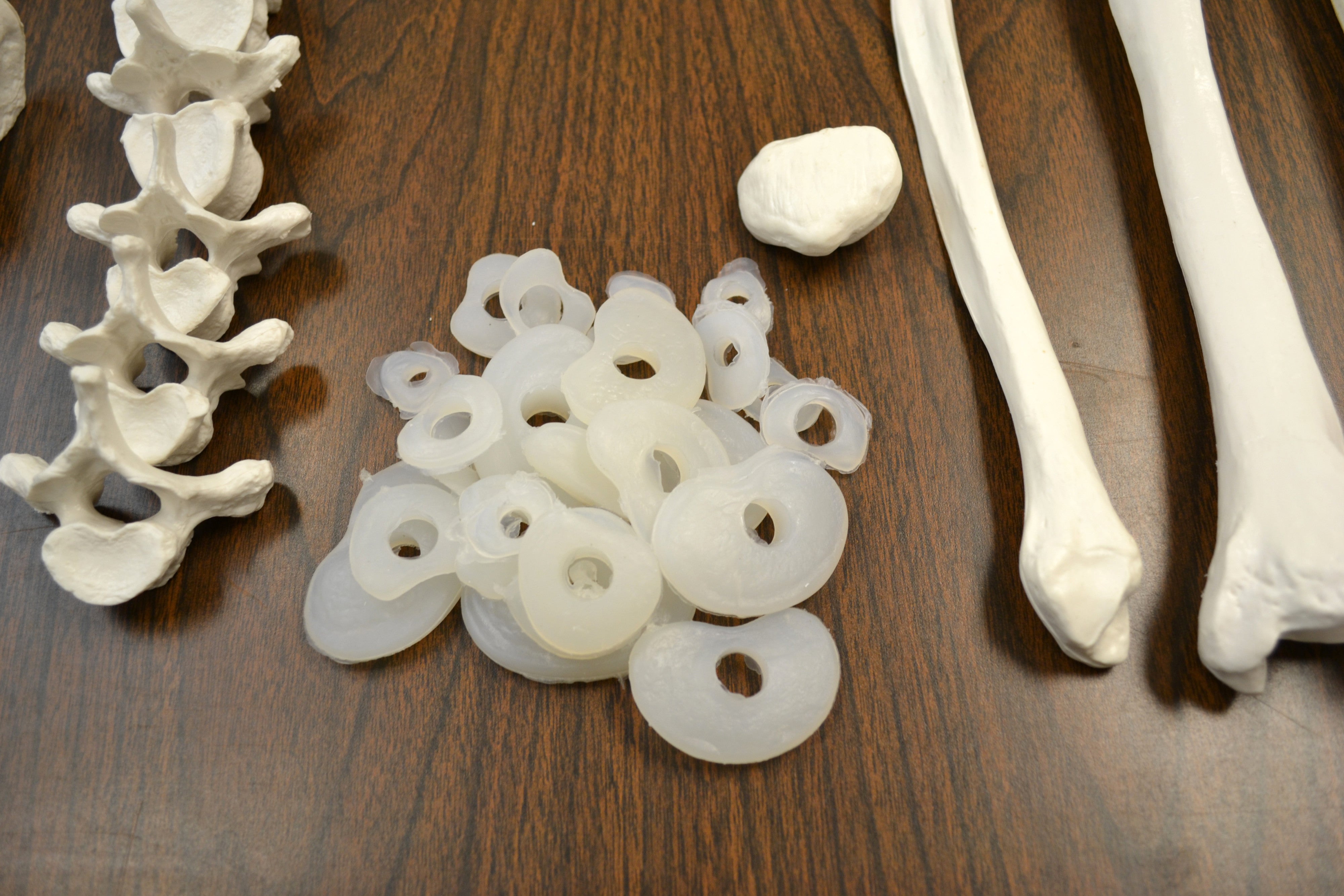 Life-Size Disarticulated Human Skeleton, Medical Quality