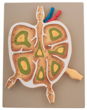 Lymph Node Longitudinal Section Model