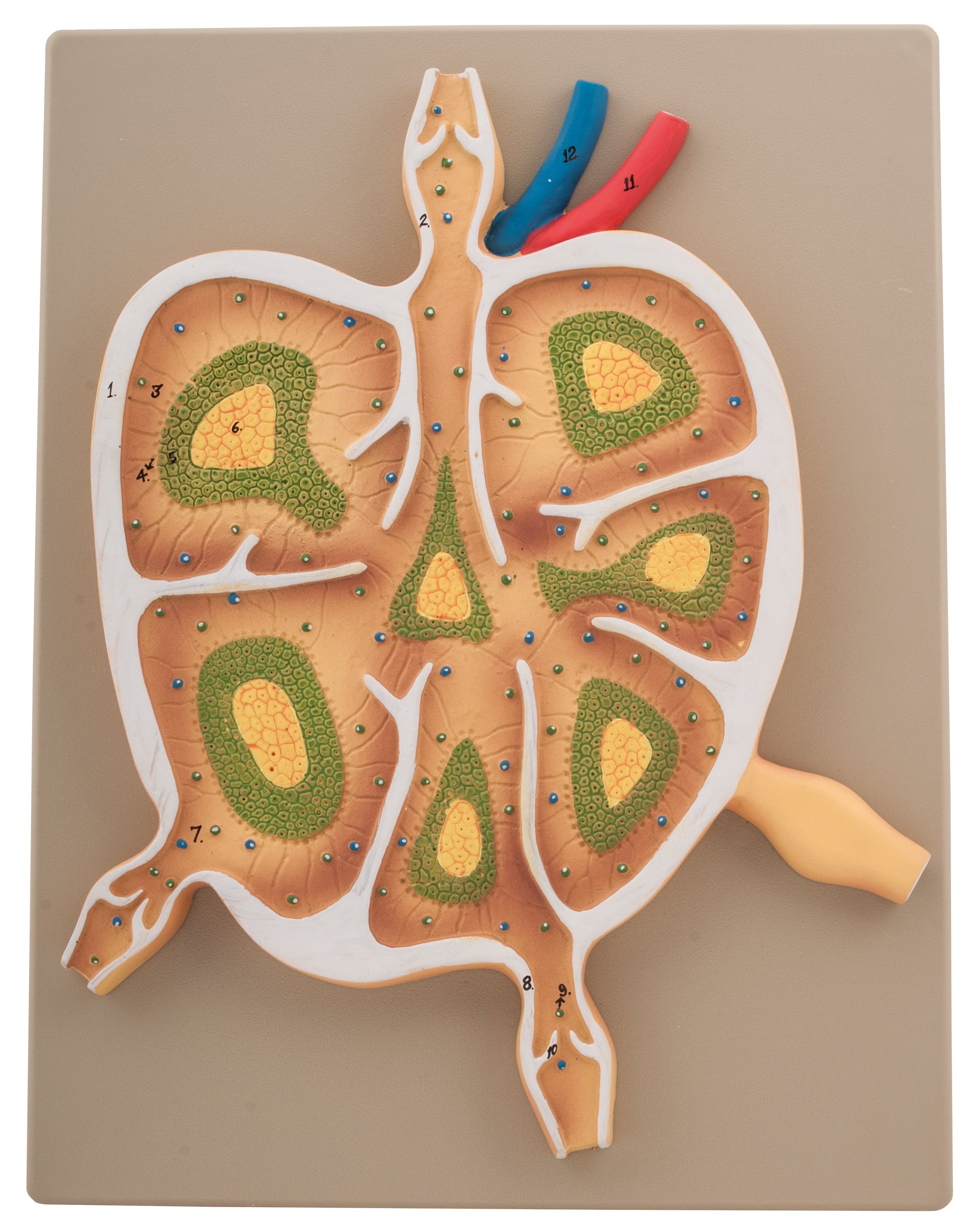 Lymph Node Longitudinal Section Model