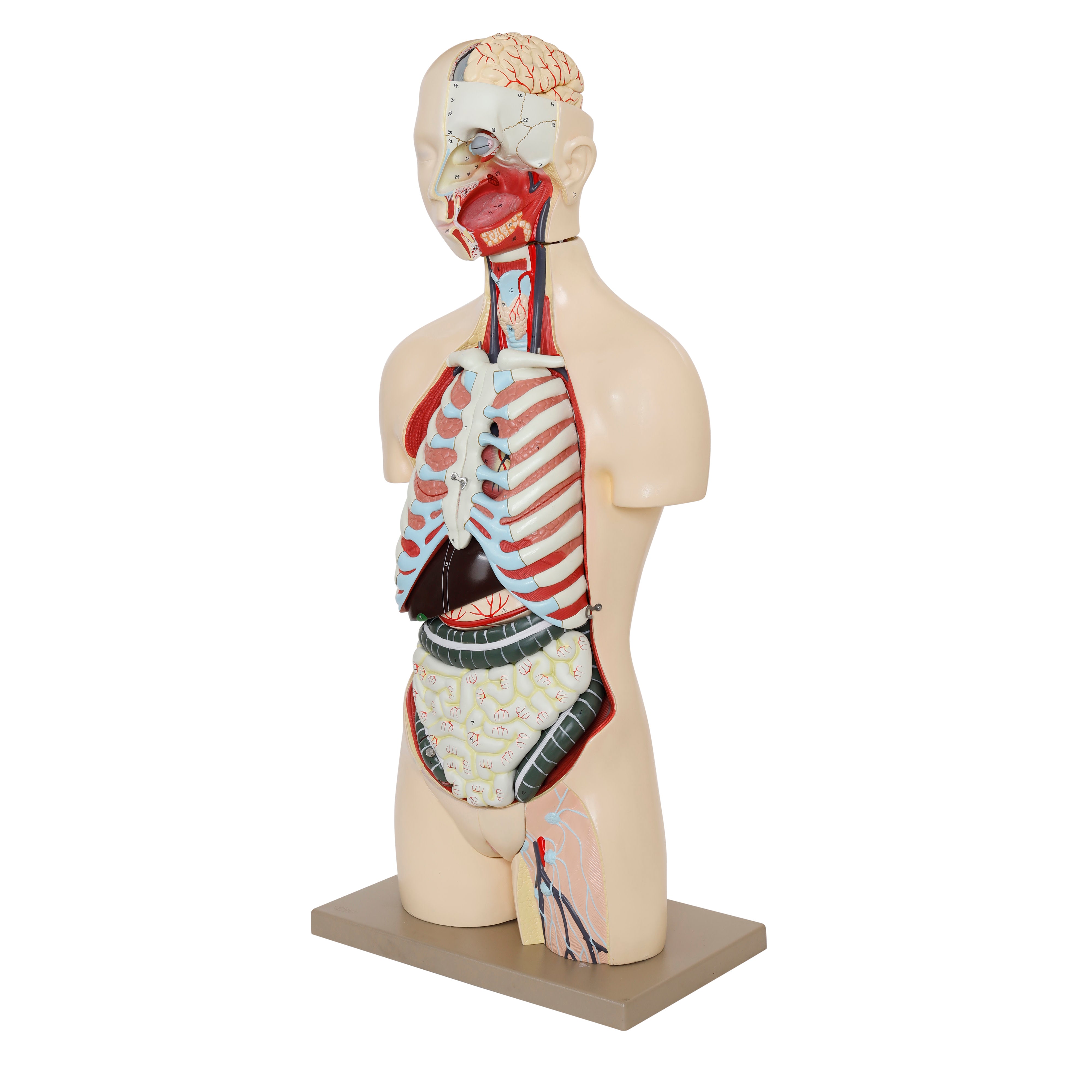 Life-Size Dual-Sex Human Torso Model with Reproductive Organs, 34" Tall, 28-Part
