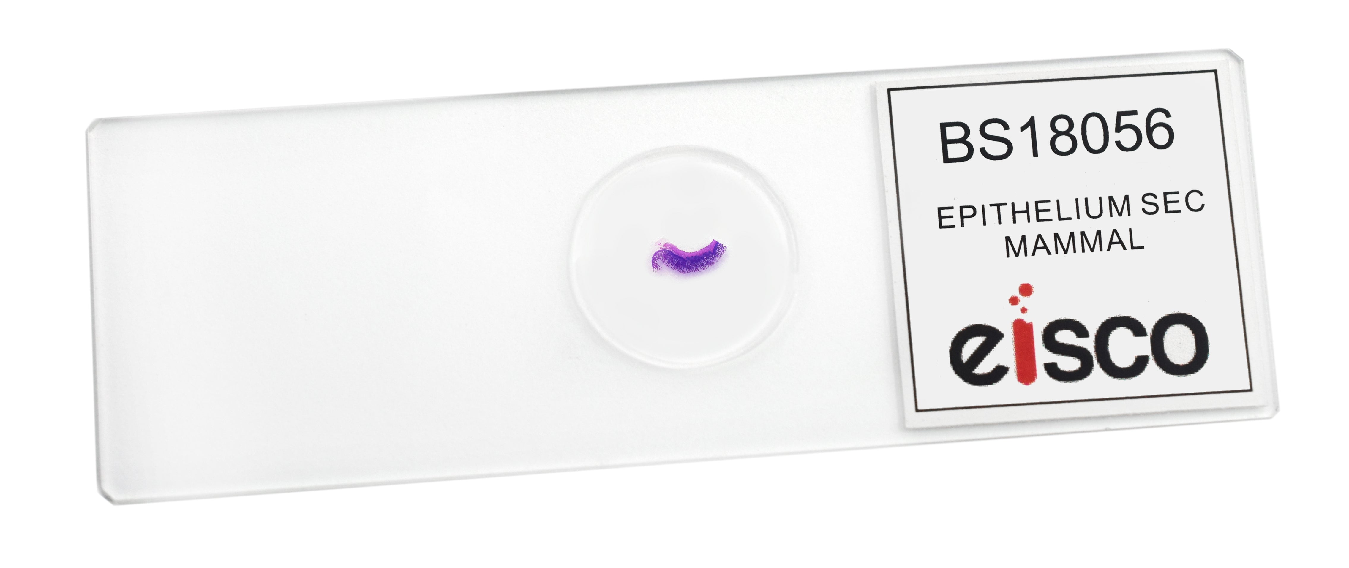 Epithelium Section (Mammal) Prepared Microscope Slide