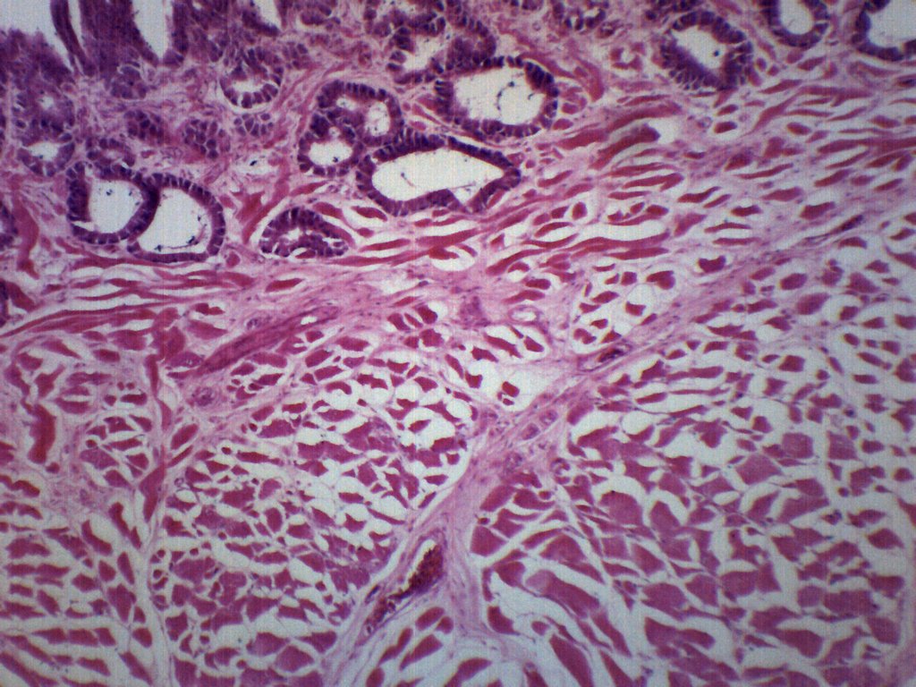 Frog Tongue Cross-Section Prepared Microscope Slide