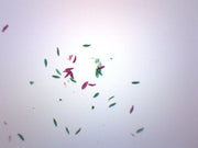 Paramecium Whole Mount Prepared Microscope Slide