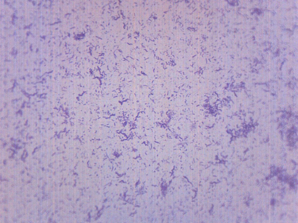 Typical Bacteria Whole Mount Prepared Microscope Slide