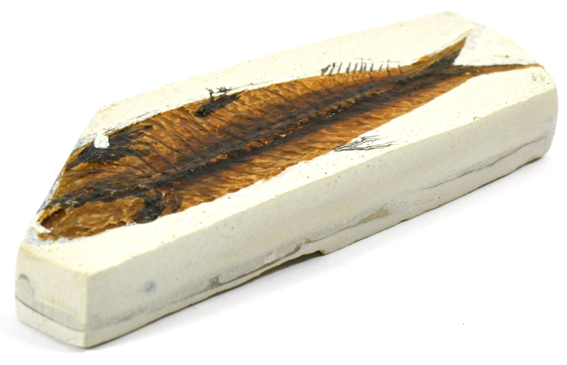 Mesozoic Fish Fossil Replica, 4 x 10cm