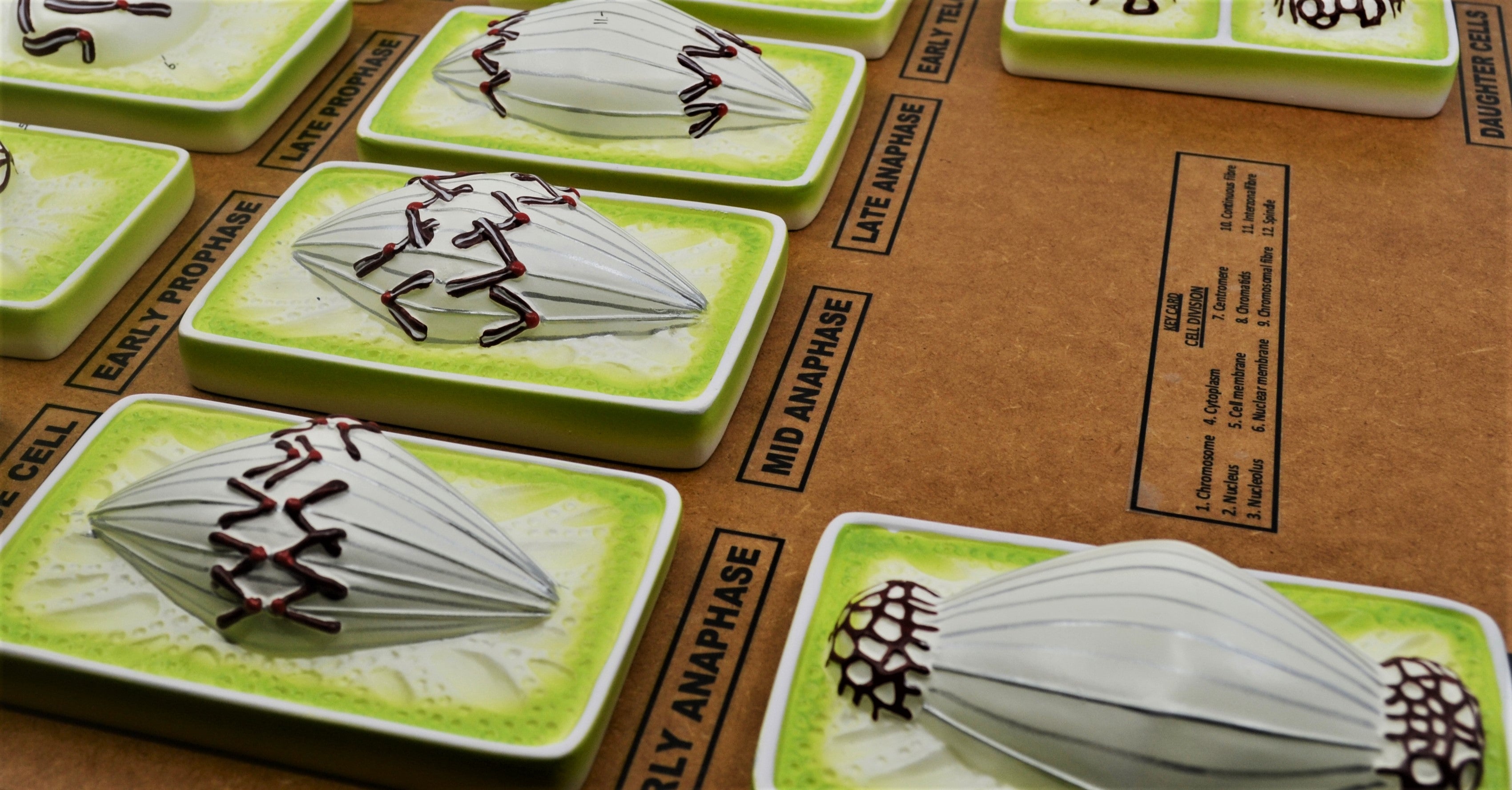 3D Simplified Plant Mitosis Model, 18", Hand-Painted