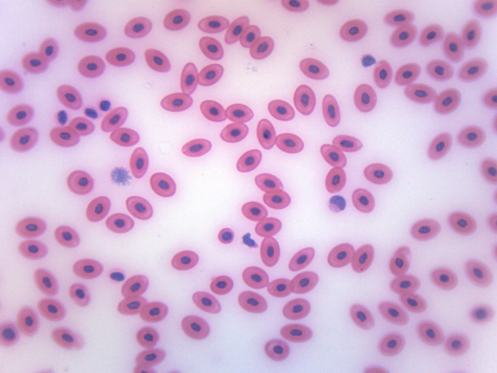 Frog Blood Smear Prepared Microscope Slide