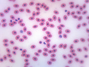 Frog Blood Smear Prepared Microscope Slide