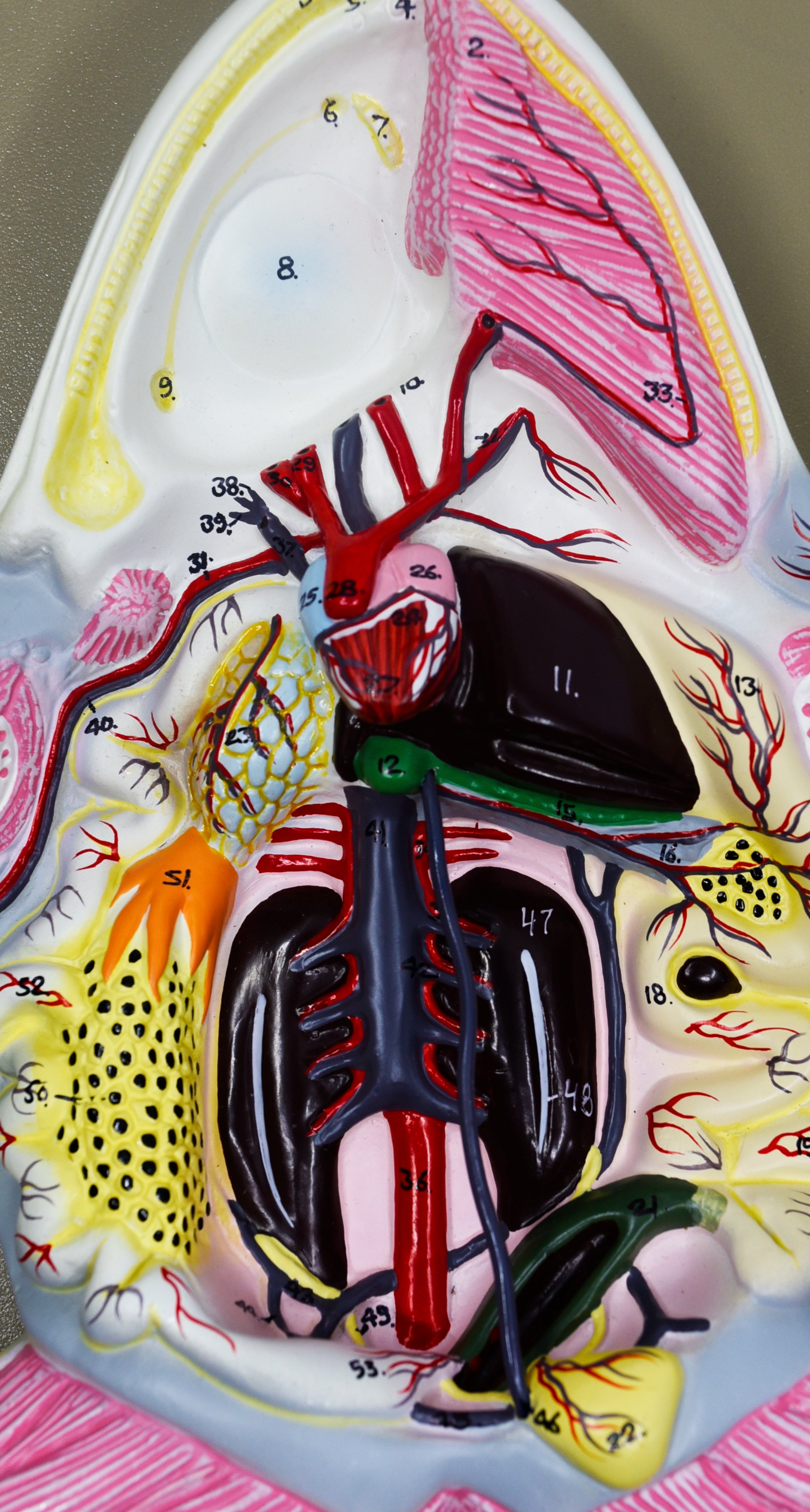 Frog Dissection Anatomical Model with Keycard, 17 inch