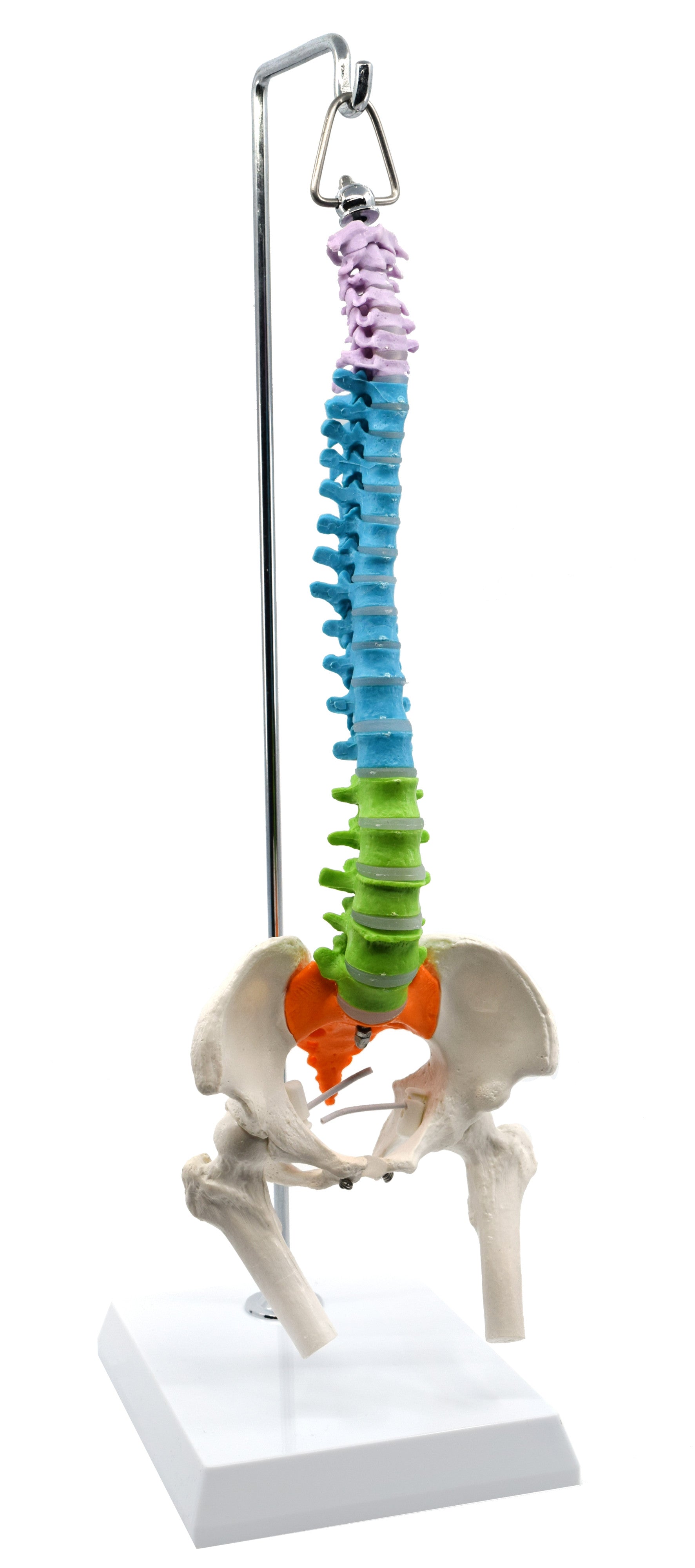 Half-Size Colored Spinal Column Model with Pelvis and Femur