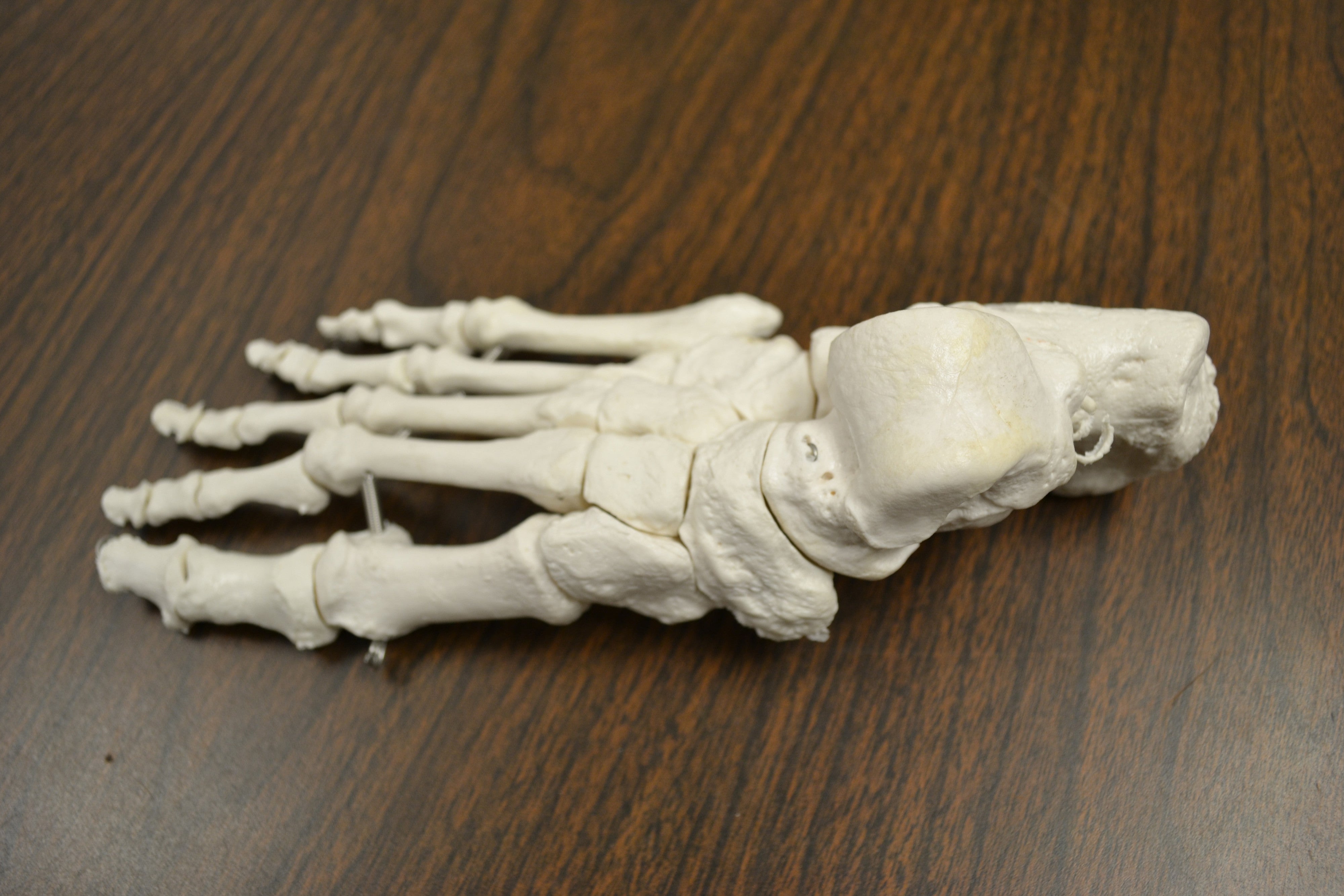 Life-Size Disarticulated Human Skeleton, Medical Quality