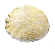 Mesozoic Hardouinia Echinoderm Fossil Replica, 4cm