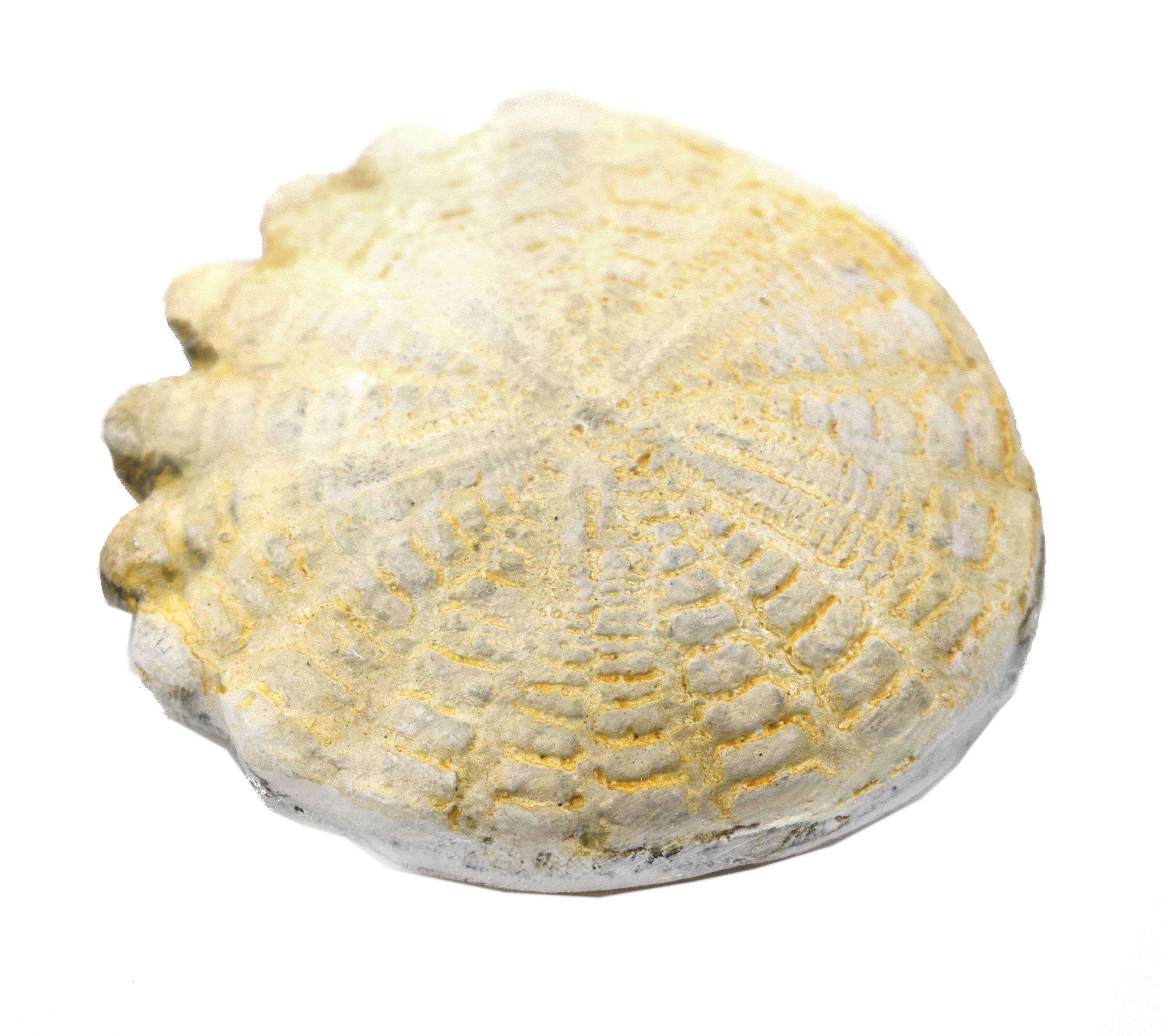 Mesozoic Hardouinia Echinoderm Fossil Replica, 4cm