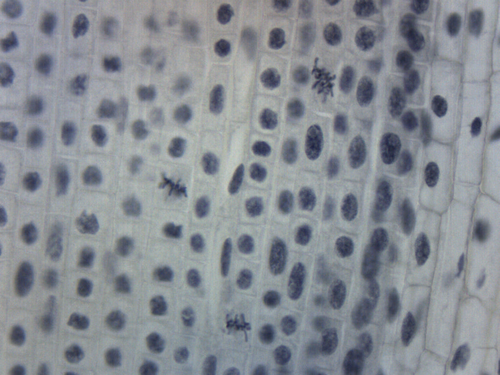 Lilium Mitosis Prepared Microscope Slide