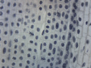 Lilium Mitosis Prepared Microscope Slide
