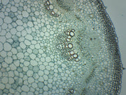 Helianthus Stem Prepared Microscope Slide