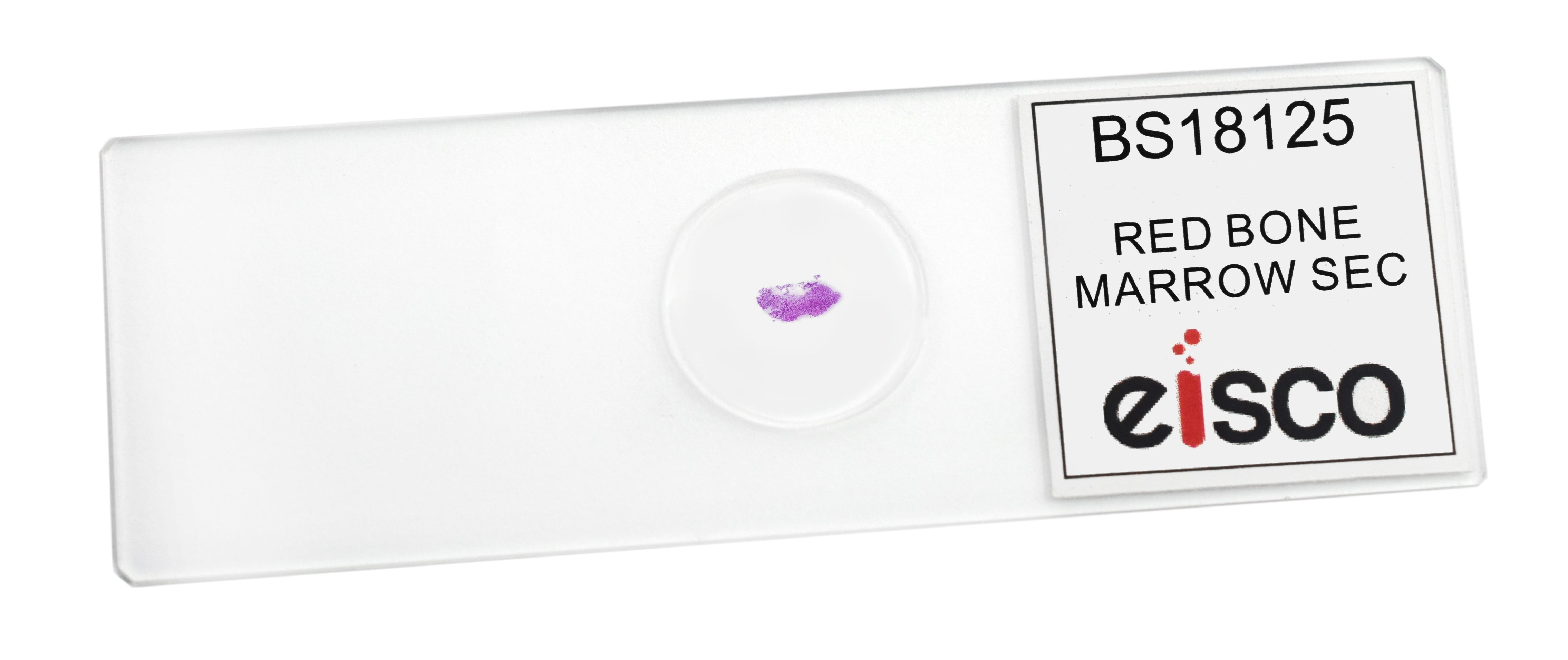 Red Bone Marrow Section (Mammal) Prepared Microscope Slide