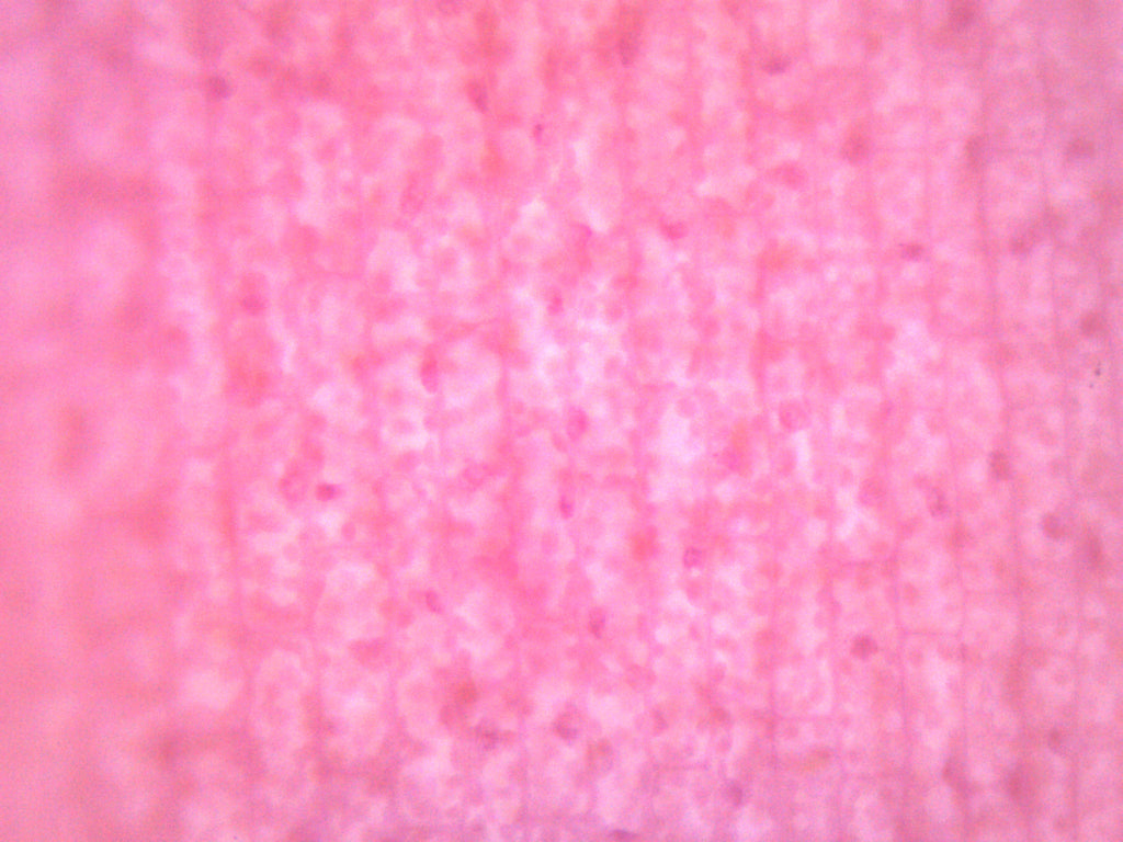 Elodea Submerged Leaf Prepared Microscope Slide
