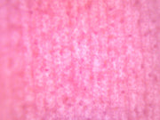Elodea Submerged Leaf Prepared Microscope Slide