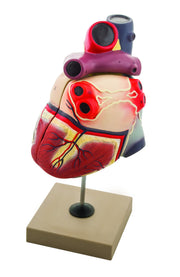 2-Part Human Heart Model on Base, 8" Tall
