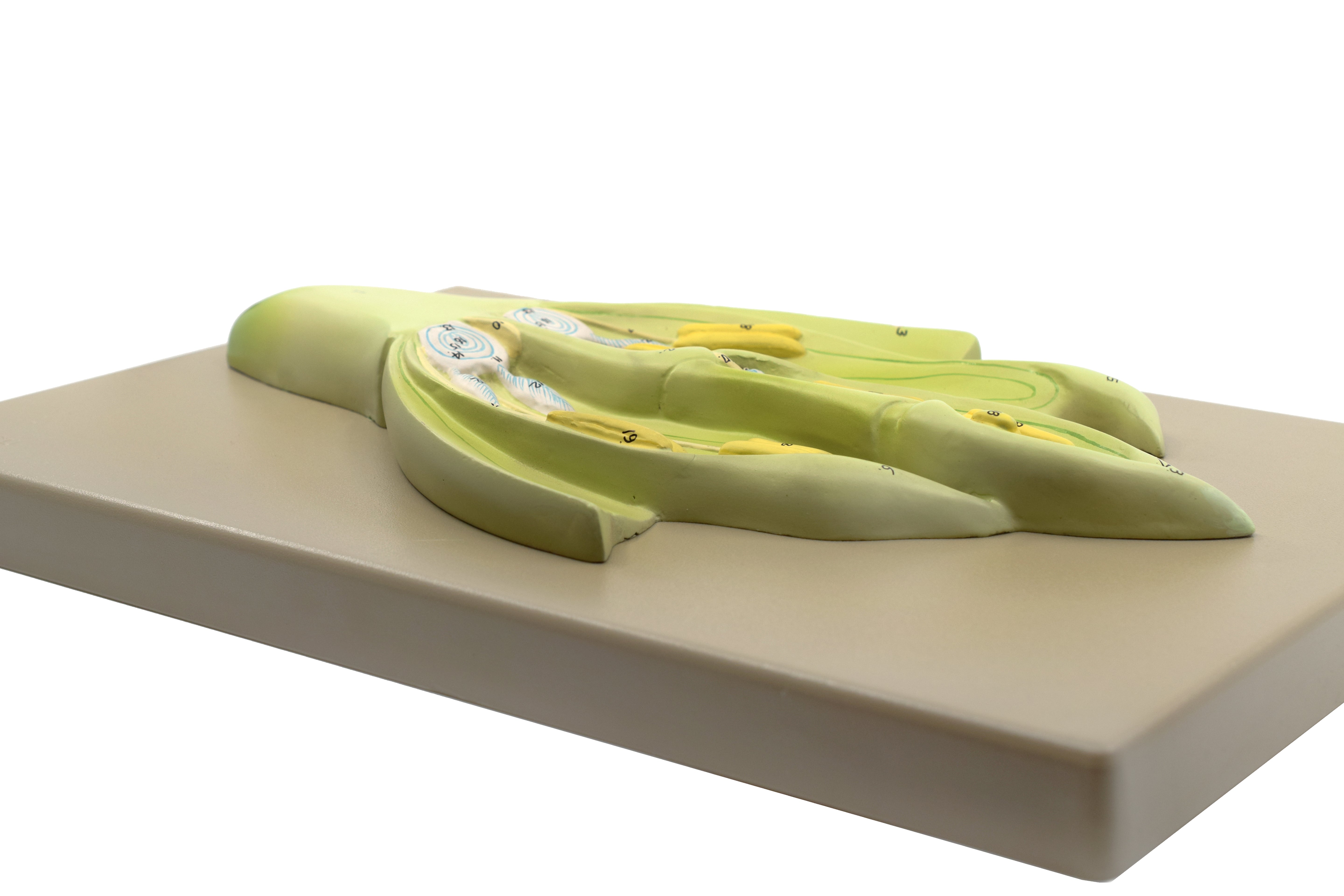 3D Wheat Monocot Flower Model with Longitudinal Section, 15 x 9.5 x 2.5"