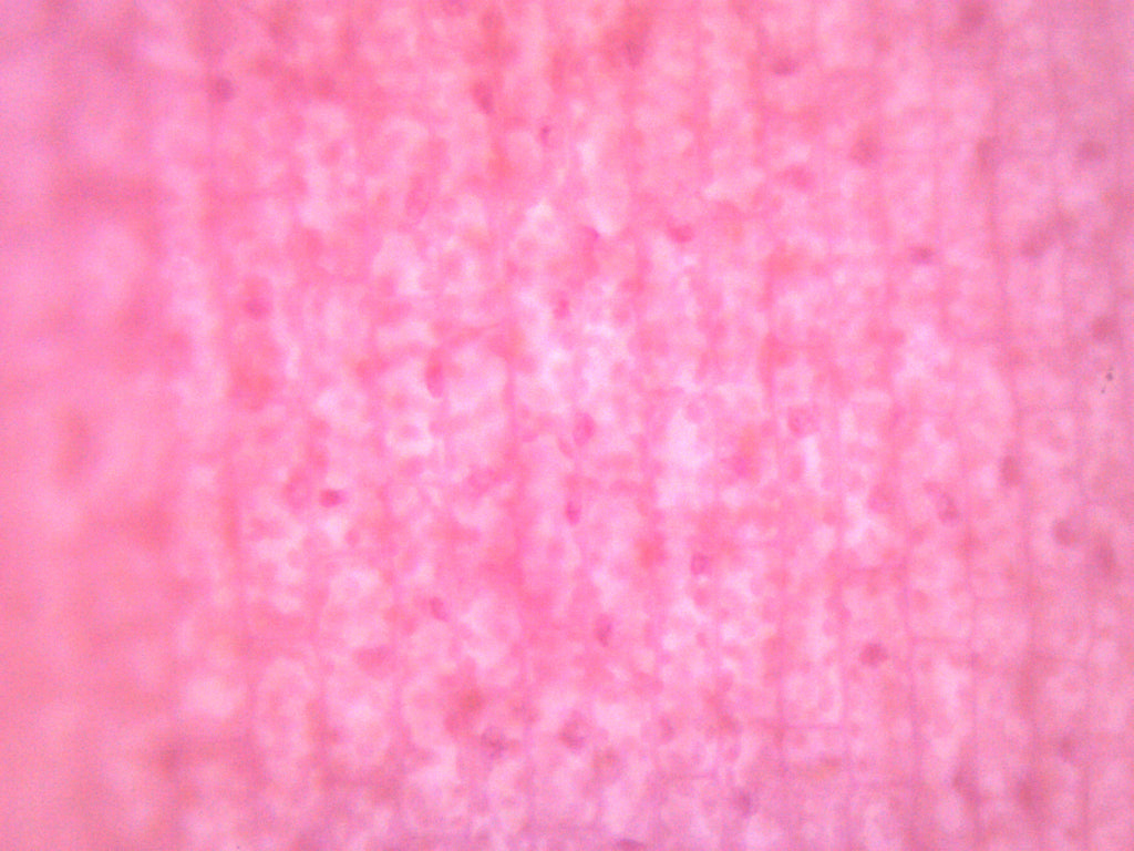 Elodea Submerged Leaf Prepared Microscope Slide