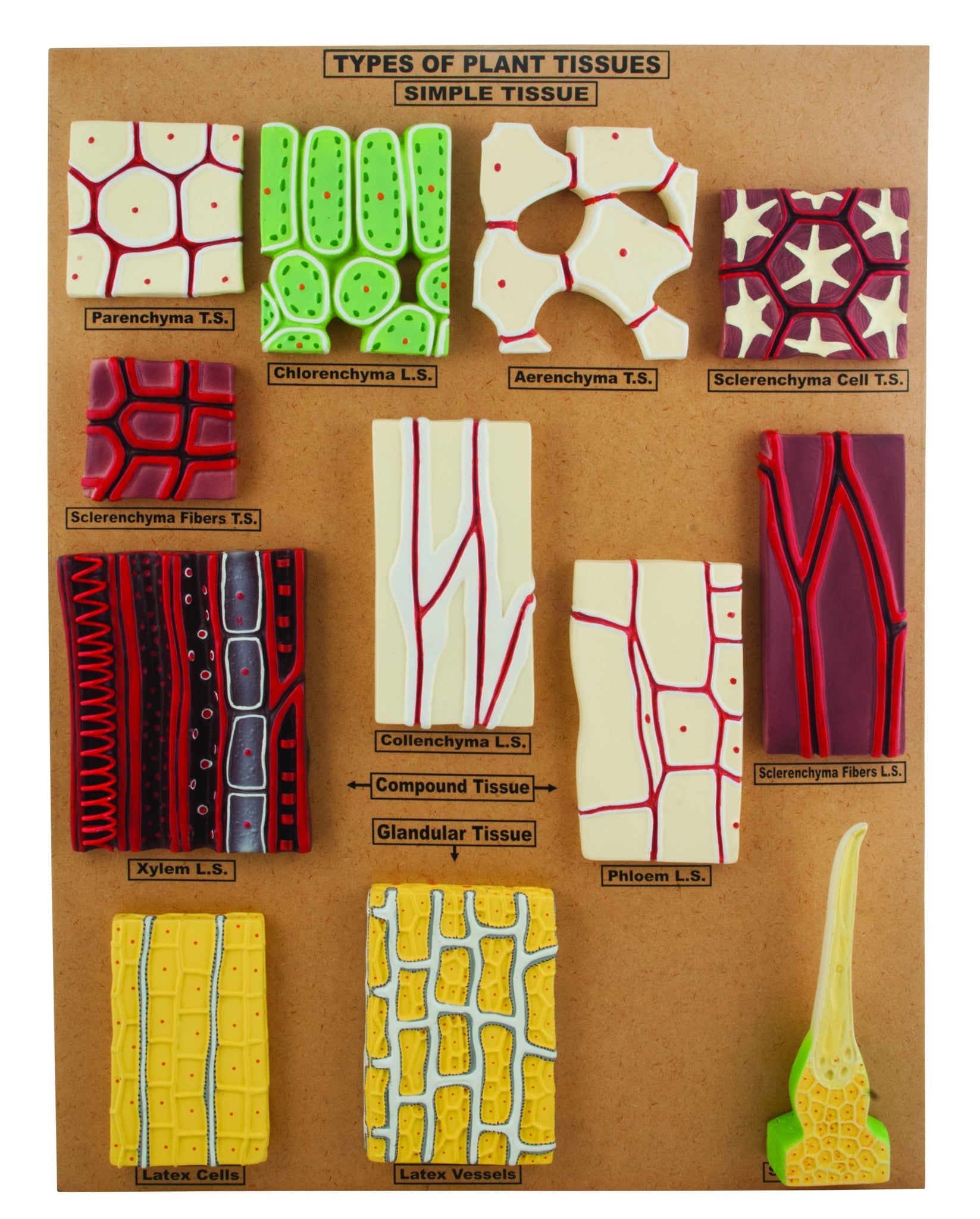 Plant Tissue Types Model