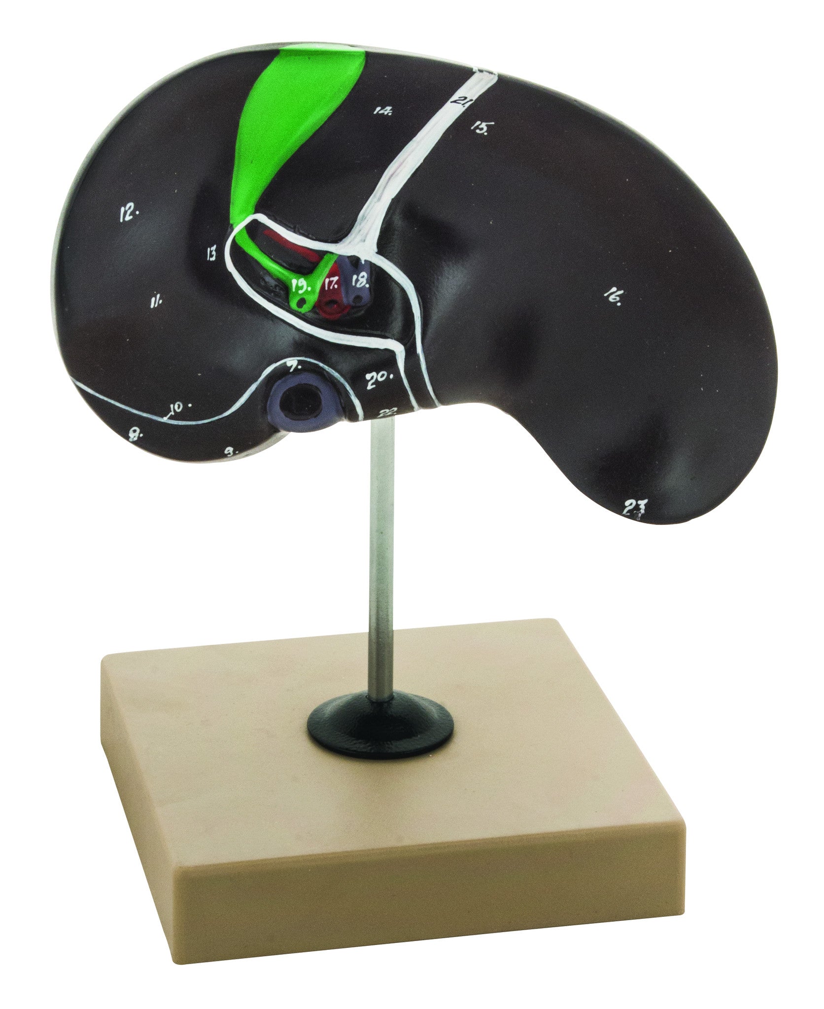 Human Liver Anatomical Model with Gall Bladder, 8 x 8 x 5"