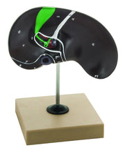 Human Liver Anatomical Model with Gall Bladder, 8 x 8 x 5"