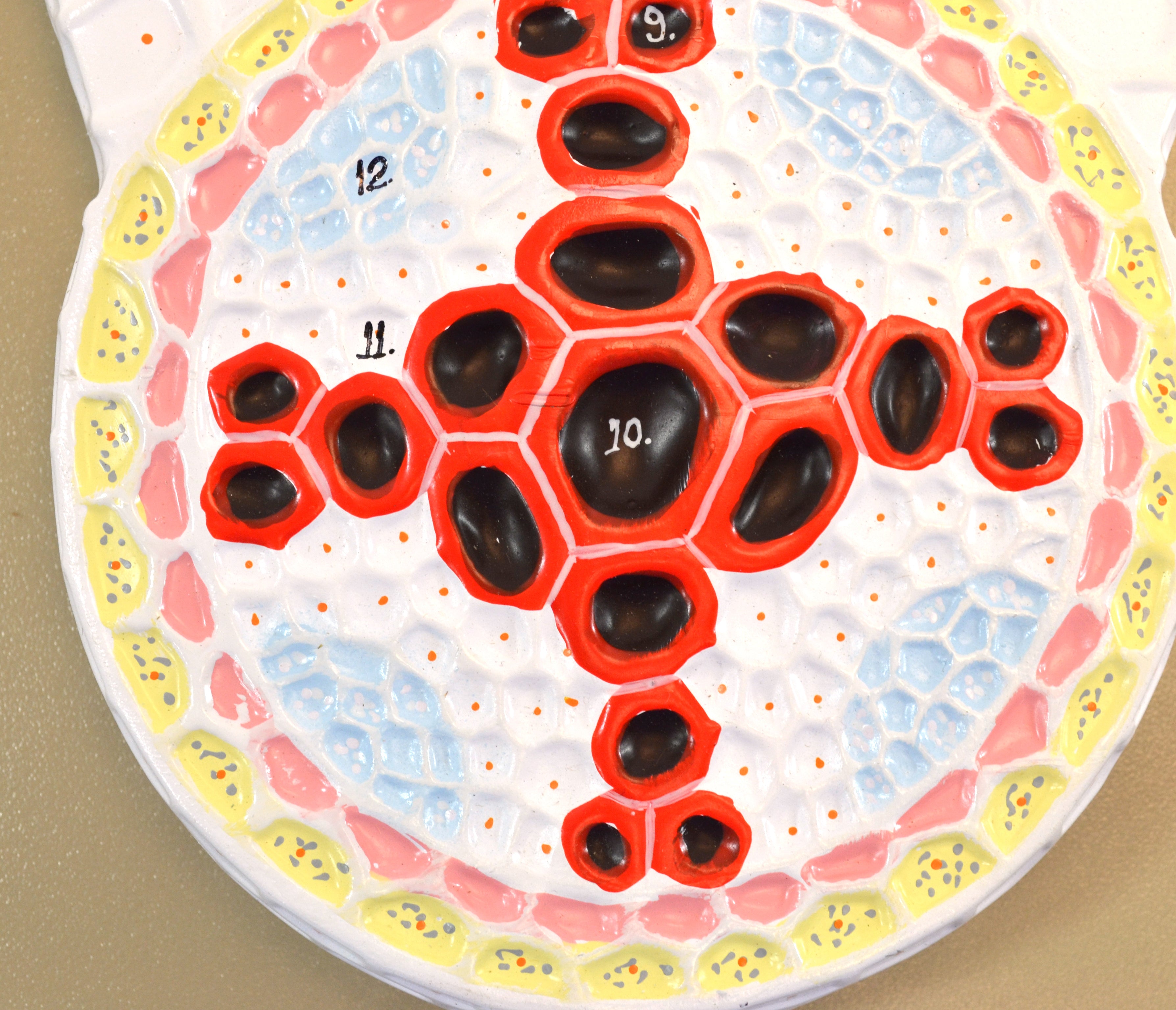 Dicot Root Transverse Section Model, Hand-Painted
