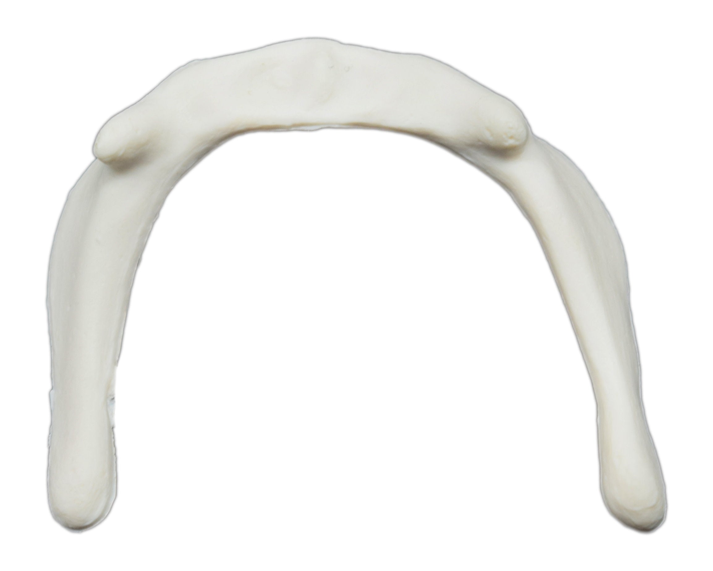 Hyoid Bone Model