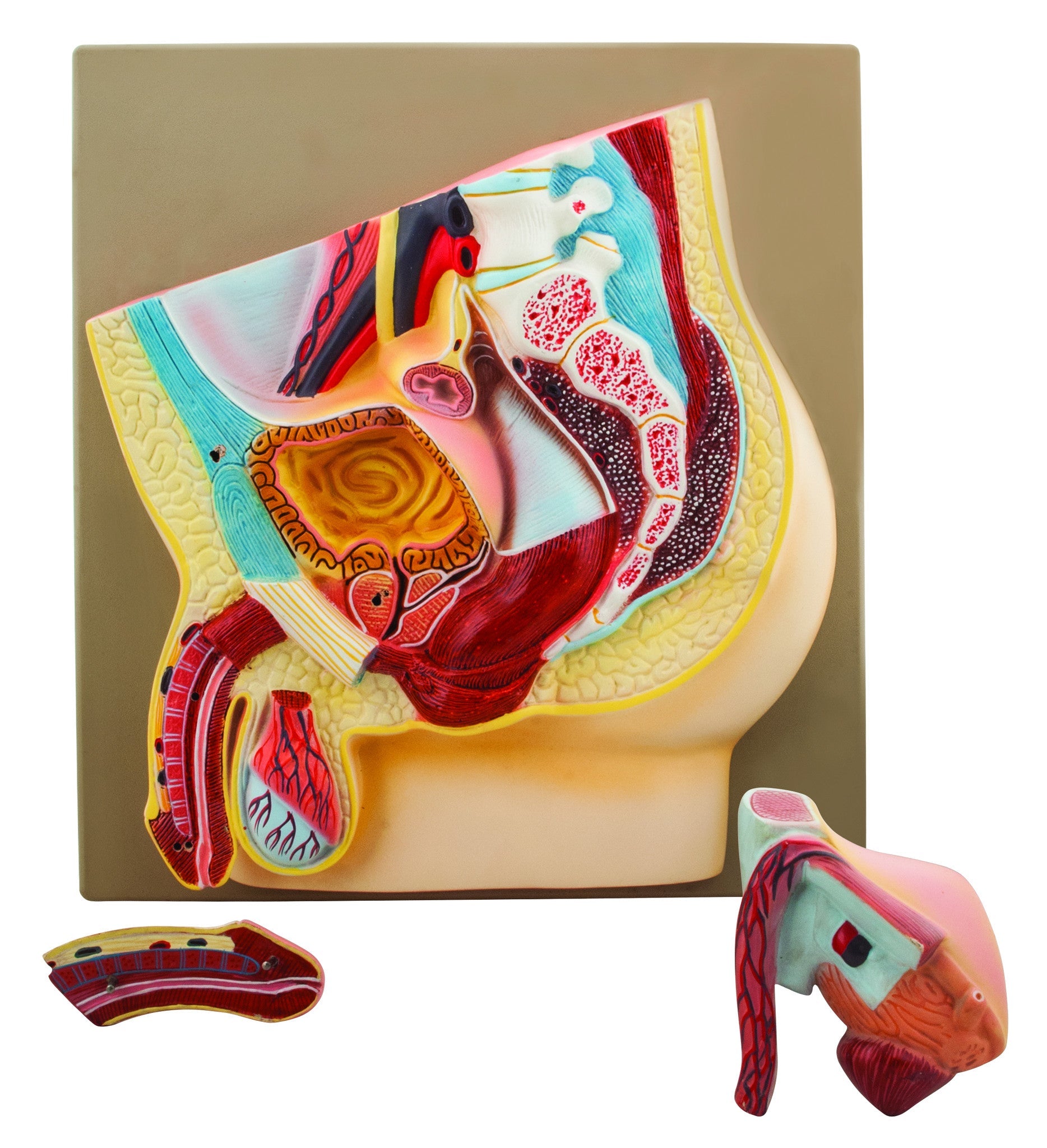 Male Pelvis Section Model, Life Size, 3-Part, Hand-Painted