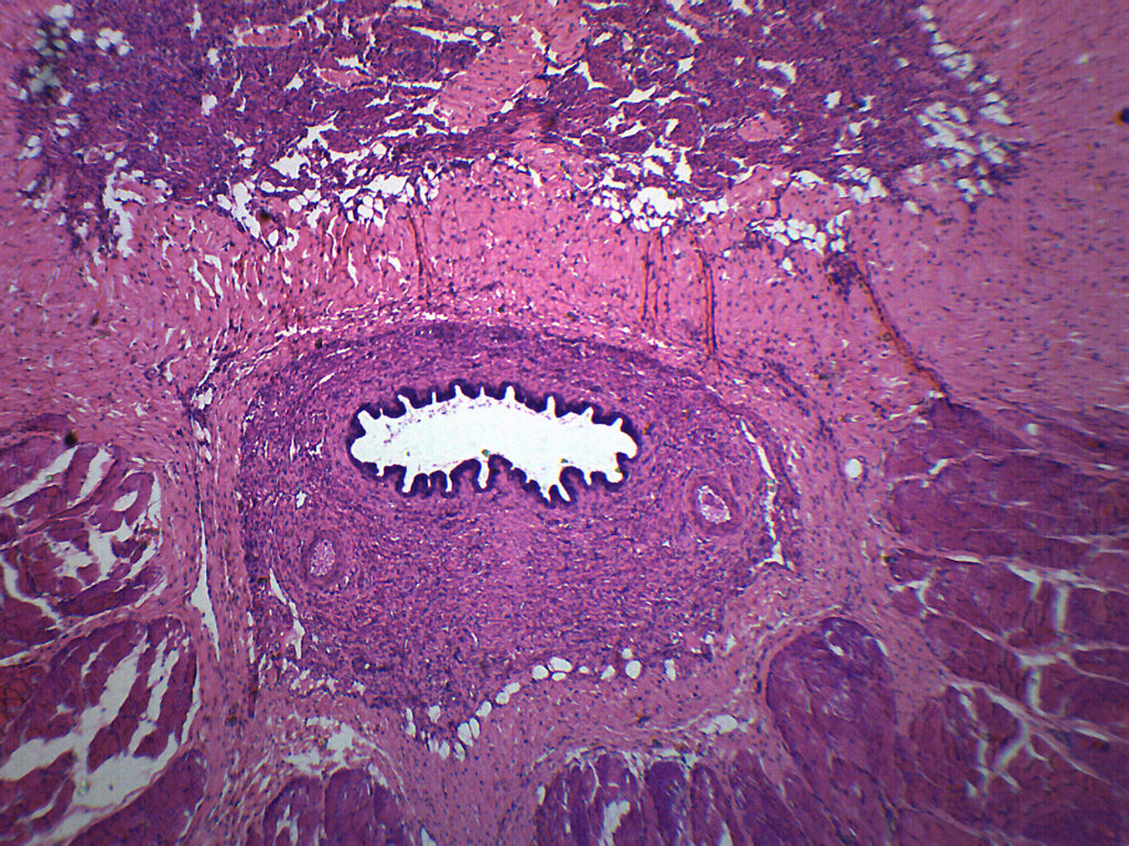 Mammalian Penis Cross-Section Prepared Microscope Slide