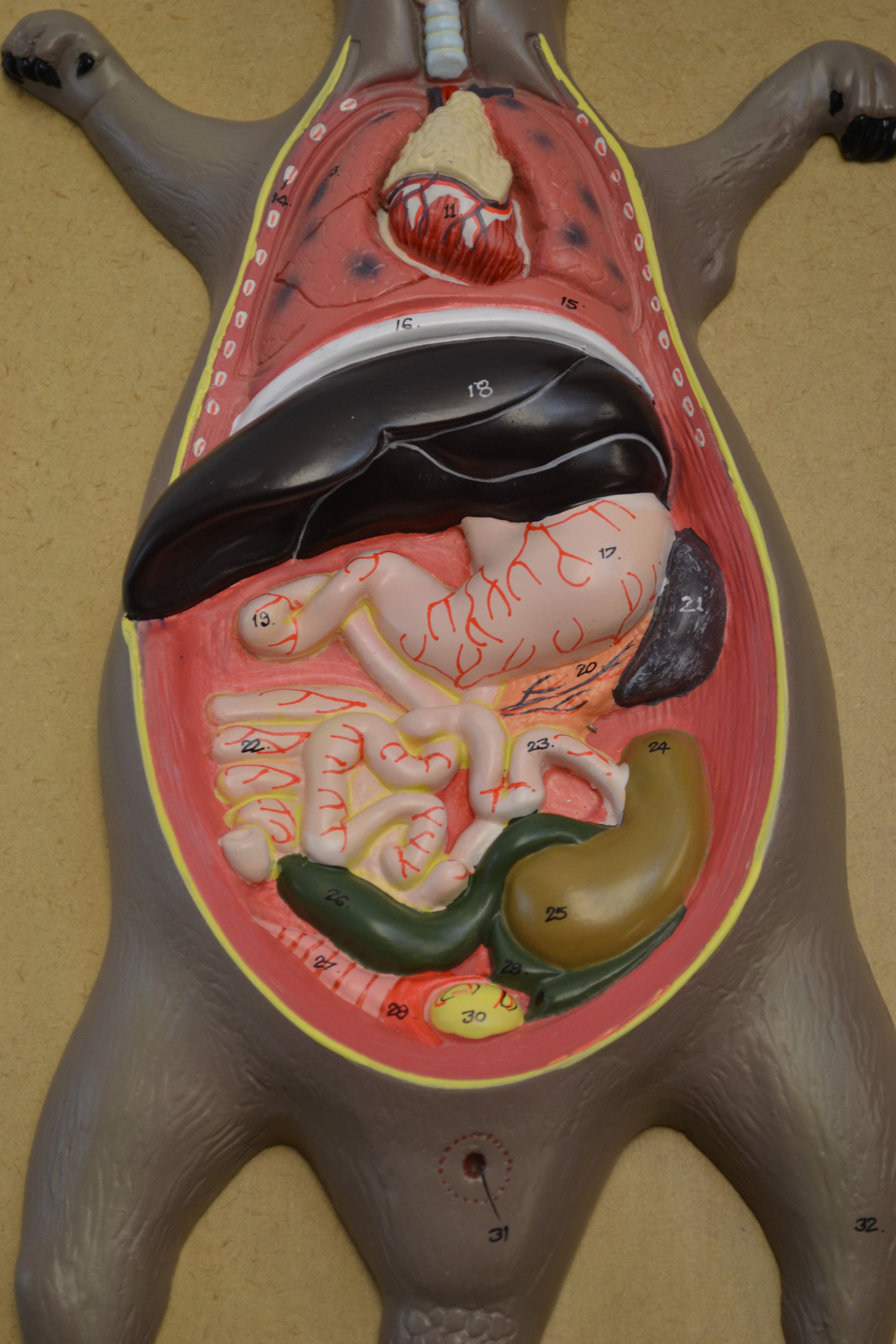 Male Rat or Mouse Dissection Anatomical Model on 24 x 12 inch Base