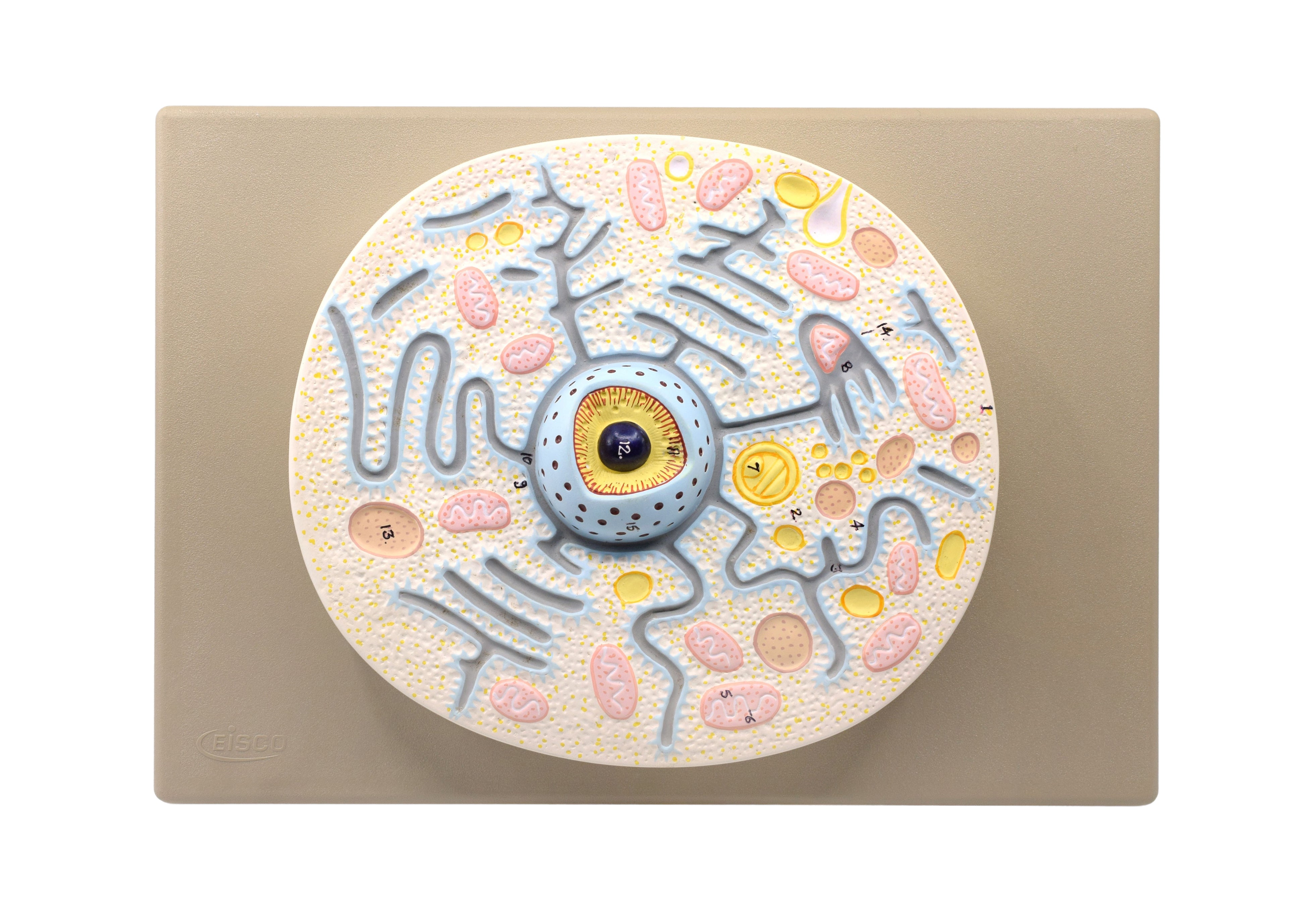 Hand-Painted Animal Cell Anatomical Model on 13 x 9 inch Base, 10000x Magnification